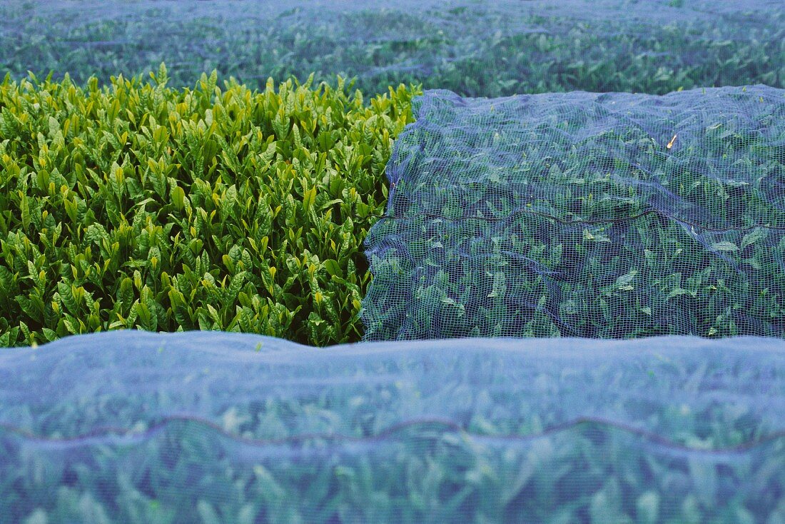 Teepflanzen, teilweise mit Netzen bedeckt