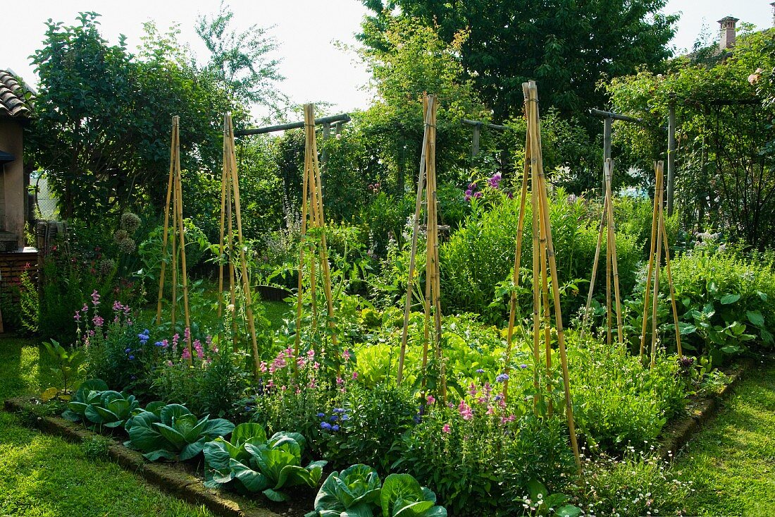 Flourishing vegetable patch and tied plant supports in garden