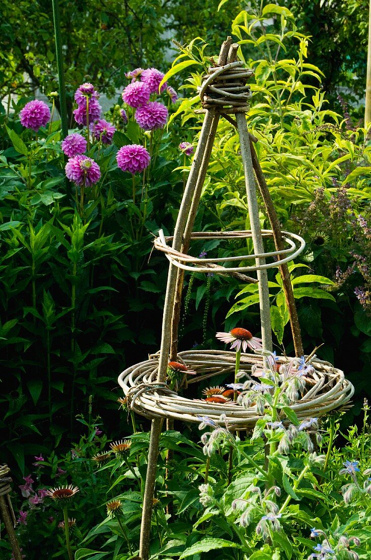 Zusammengebundene Pflanzstäbe vor blühende Dahlien im Garten