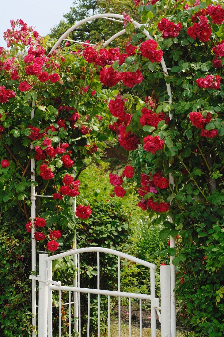 Rose arch at garden door