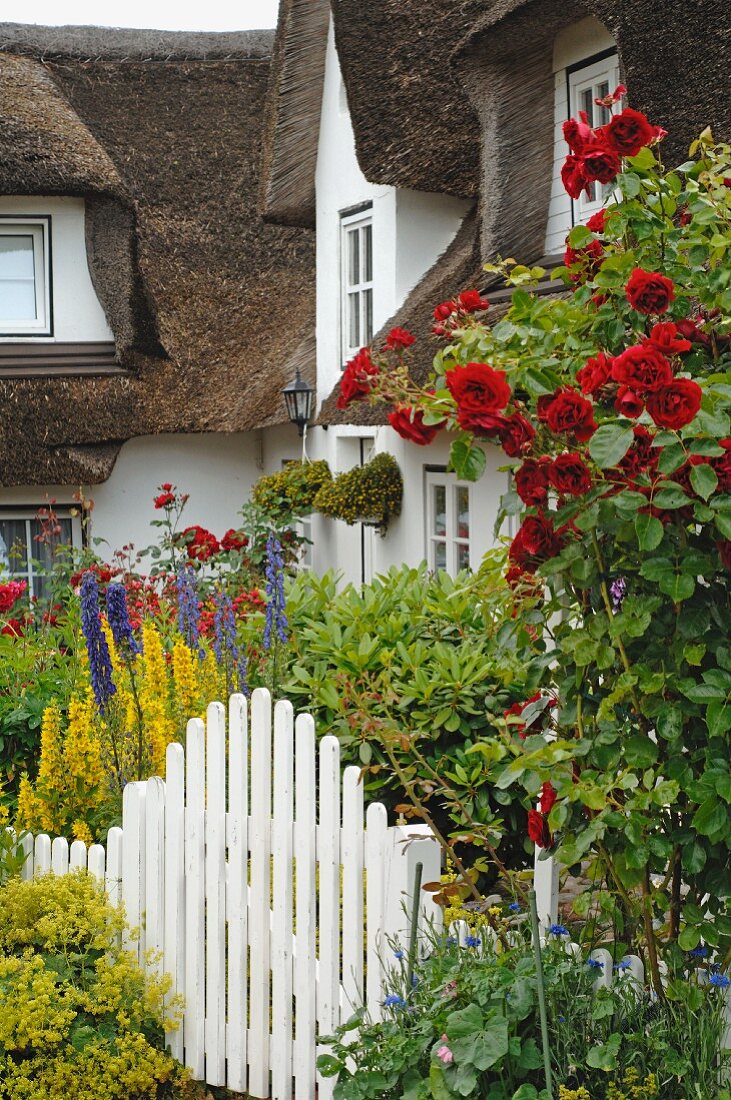 Blooming flowers in front garden