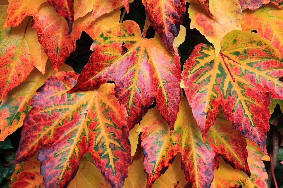 Virginia creeper leaves turning red and yellow in autumn