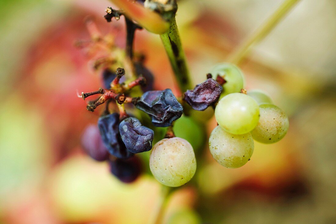 White grapes and raisins on stem, close-up