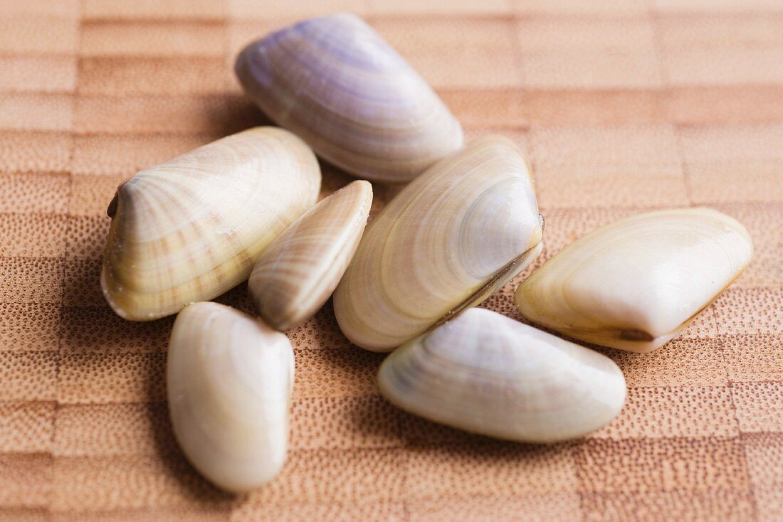 Fresh tellina clams