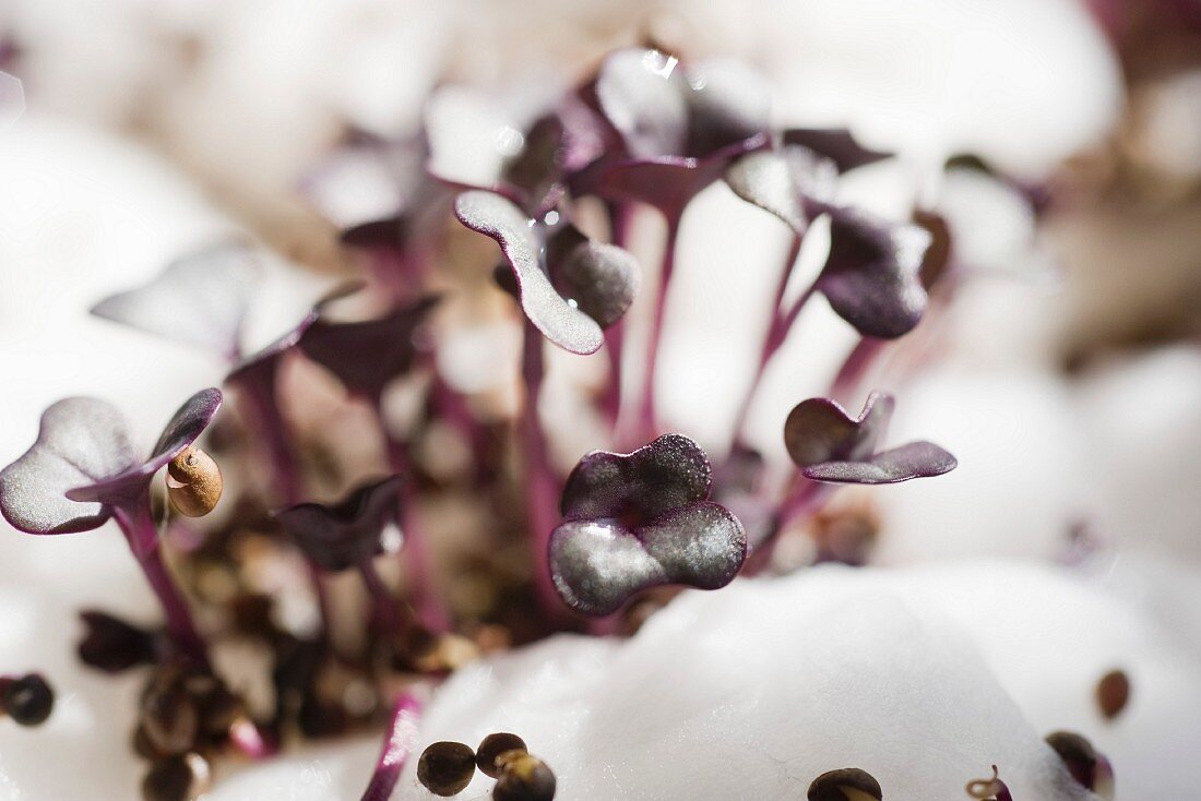 Purple radish sprouts