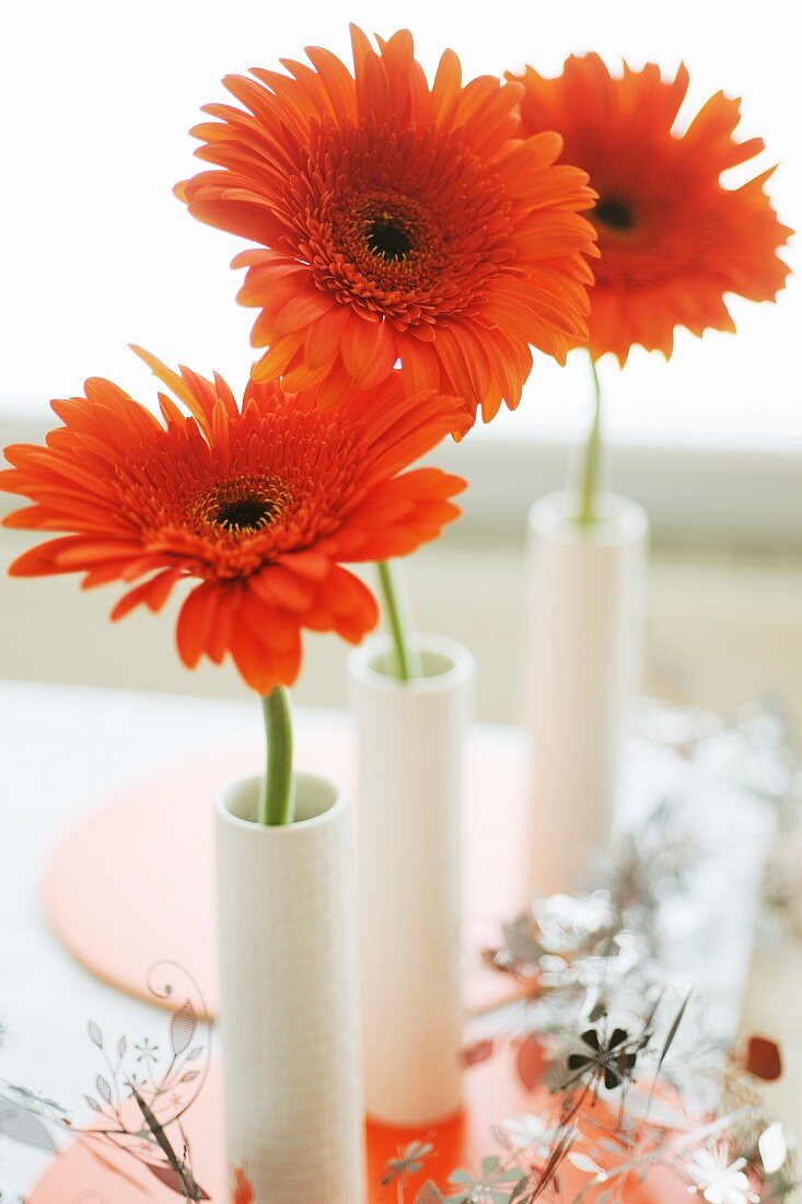 Three blooming Gerberas