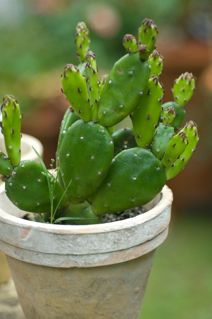 Cactus in flowerpot