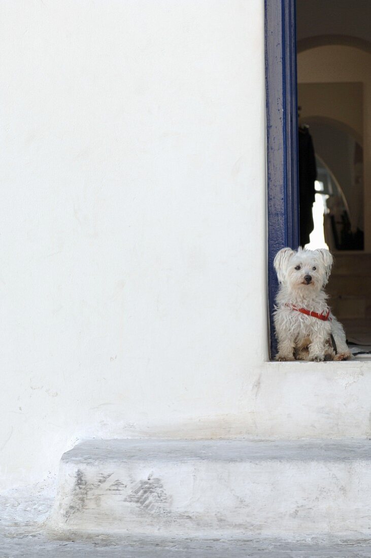 Dog sitting on front stoop