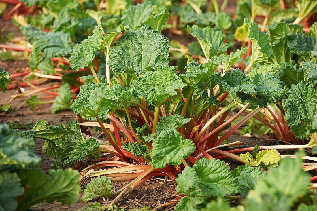 Rhabarber auf dem Feld