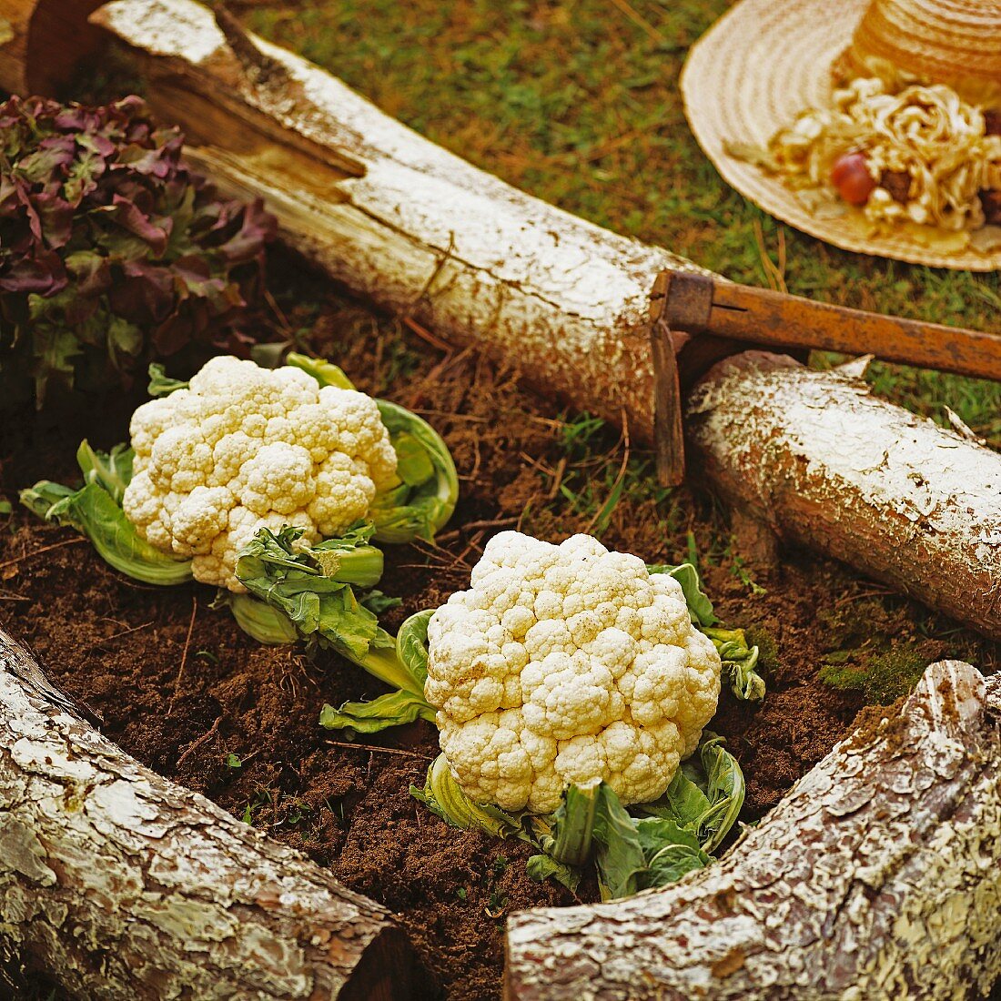 Cauliflowers and lettuce in a vegetable patch
