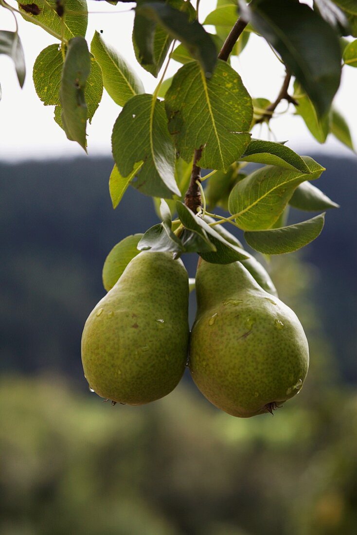 Wet pears on a tree