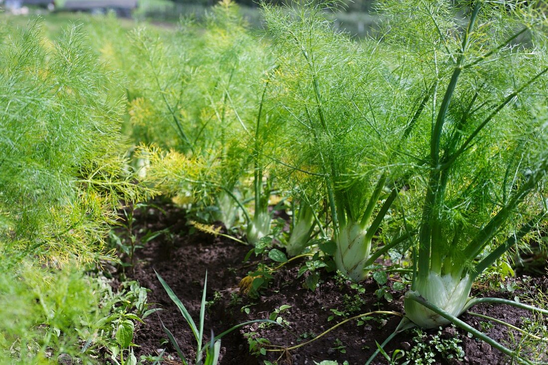 Fennel in a field