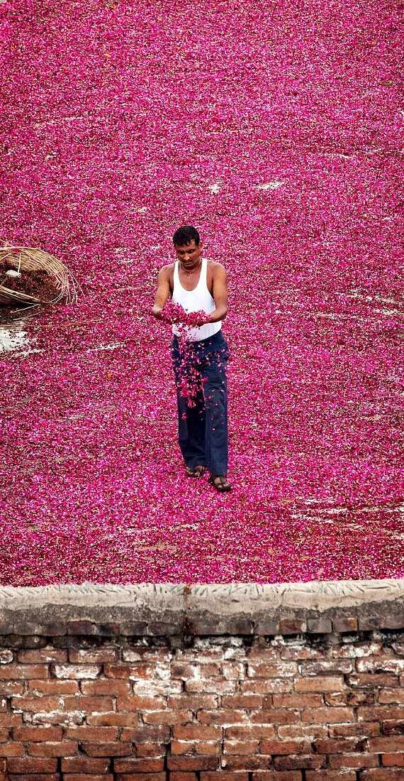 Indian worker checking rose petals drying on a roof