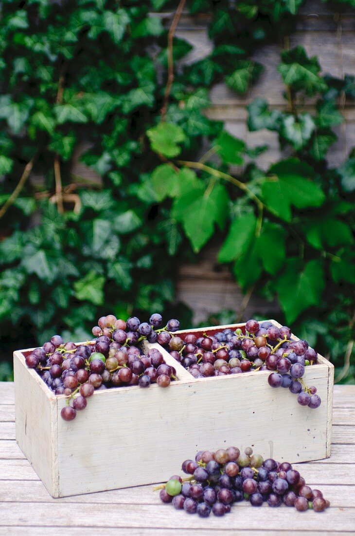 Concord grapes in a wooden basket
