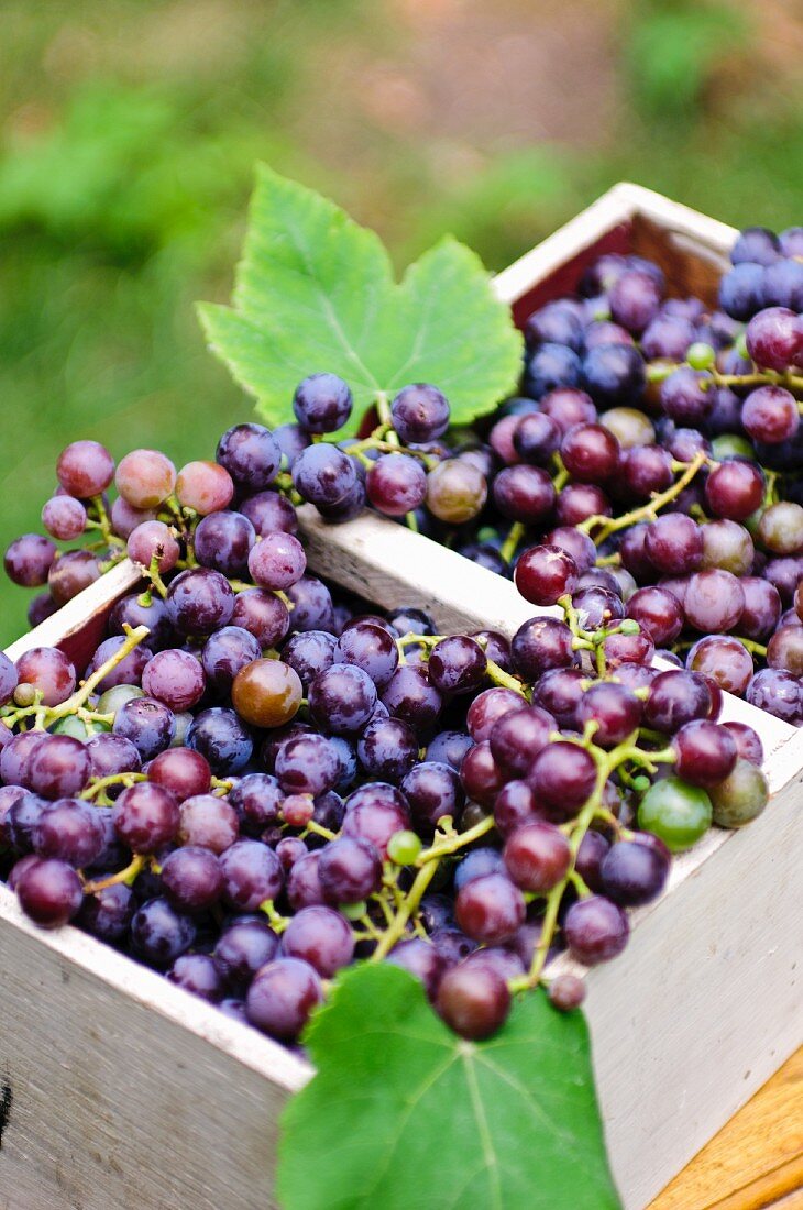 Freshly harvested Concord grapes in a wooden basket