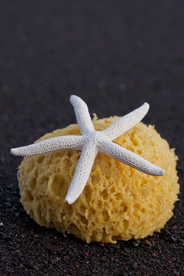 Starfish and sponge