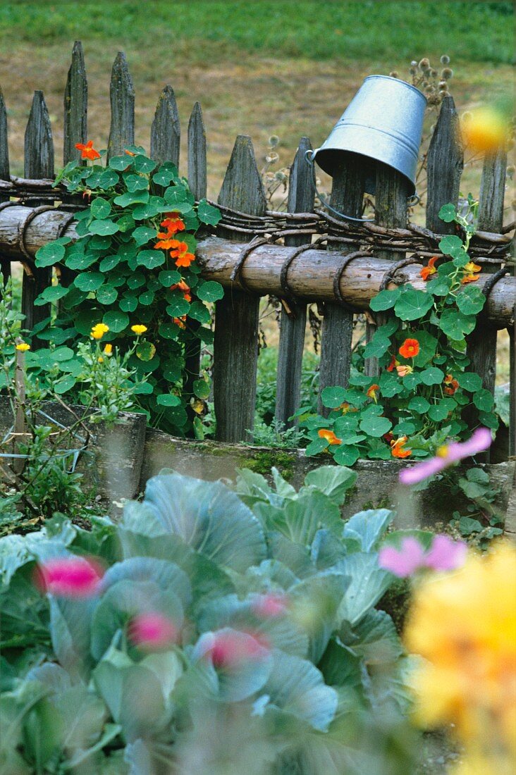 Ornamental cabbages and nasturtiums growing up a picket fence