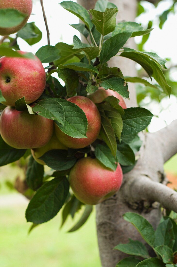 A Cluster of Apples Growing on a Branch on an Apple Tree in an Orchard