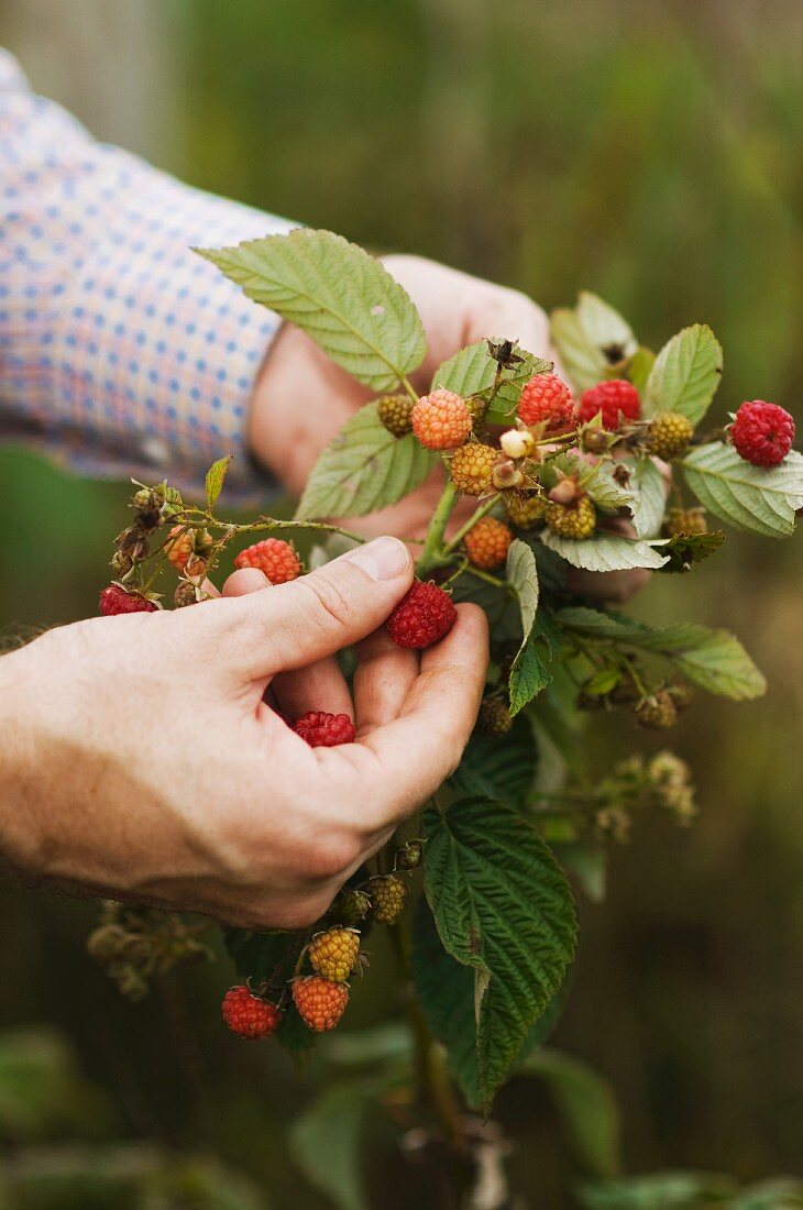 Mans Hands Holding a Raspberry Branch to Pick a Ripe Raspberry