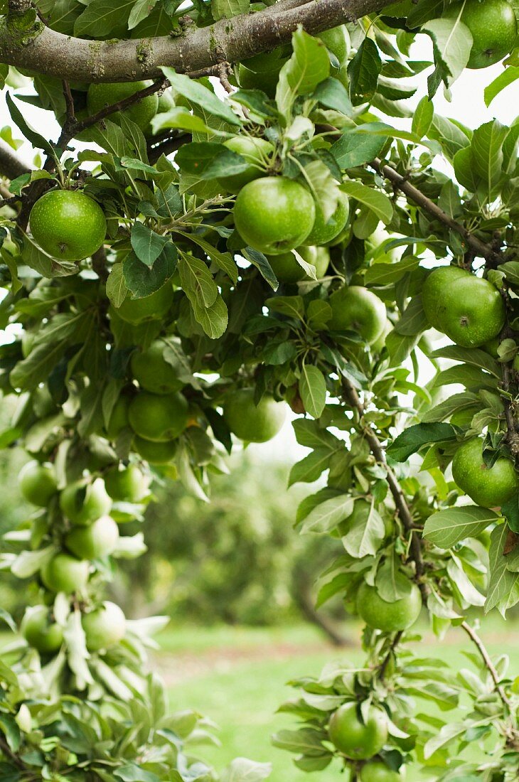 Granny Smith Apples on a Branch in an Apple Tree