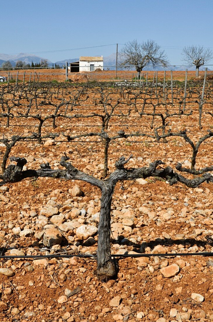 A vineyard in Sencelles (Majorca)