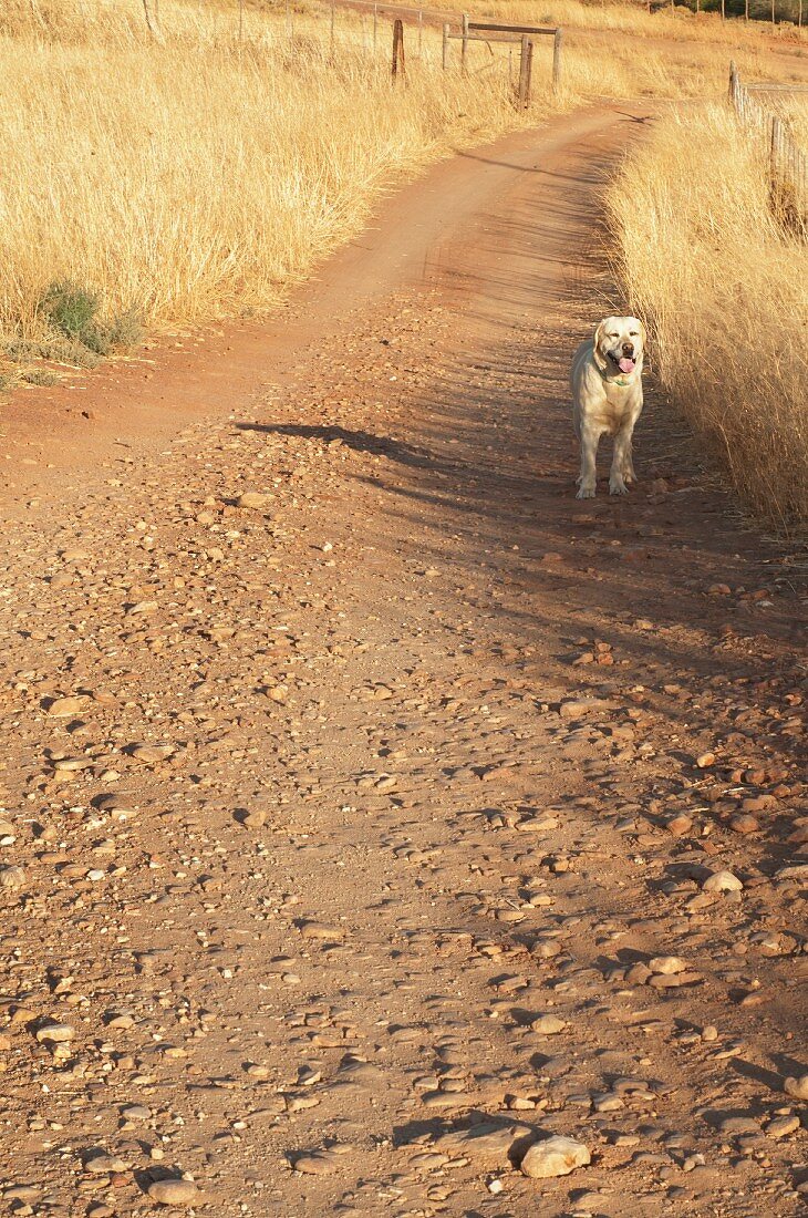 Dog on dirt track