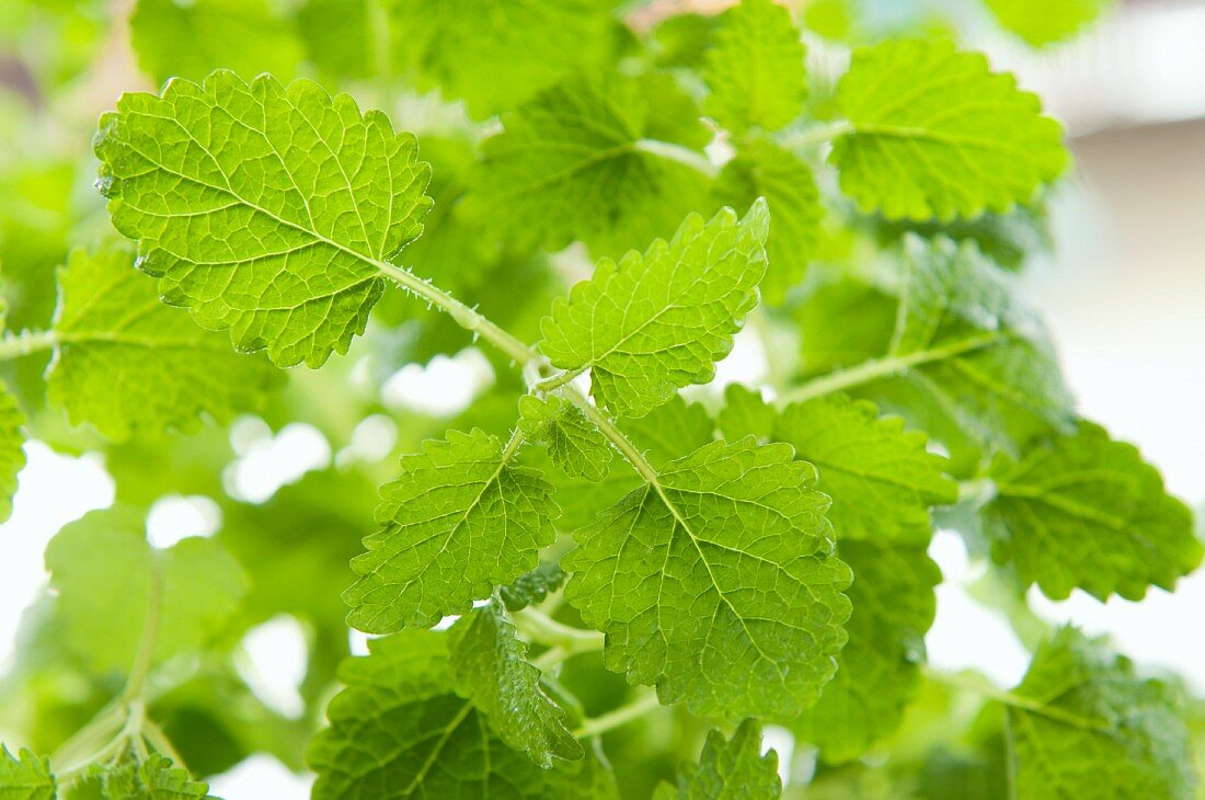 Frische Melisse (Close Up)