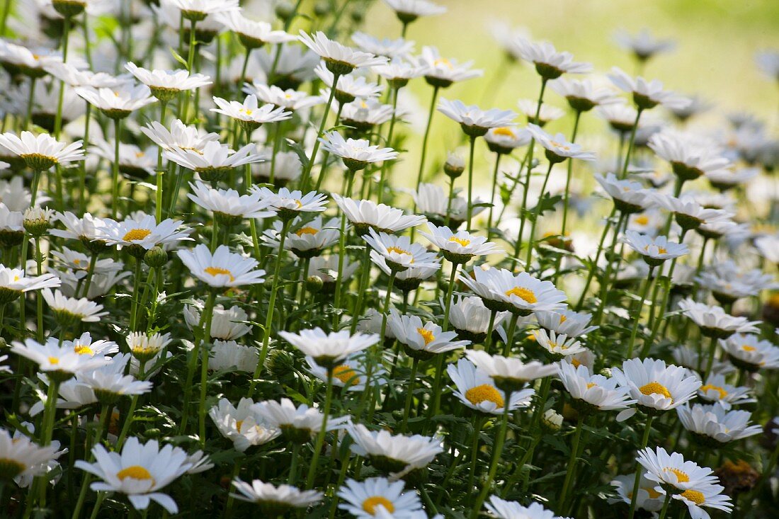 Margeriten im Garten