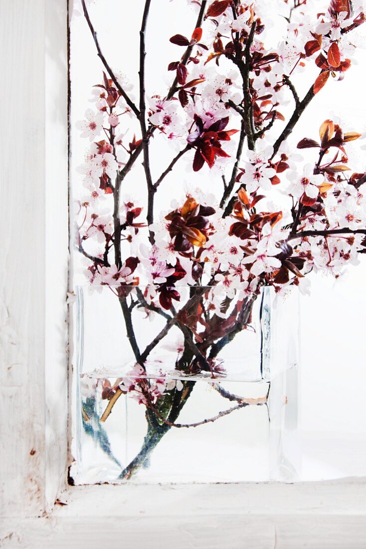 Flowering cherry springs in a glass vase on the window sill
