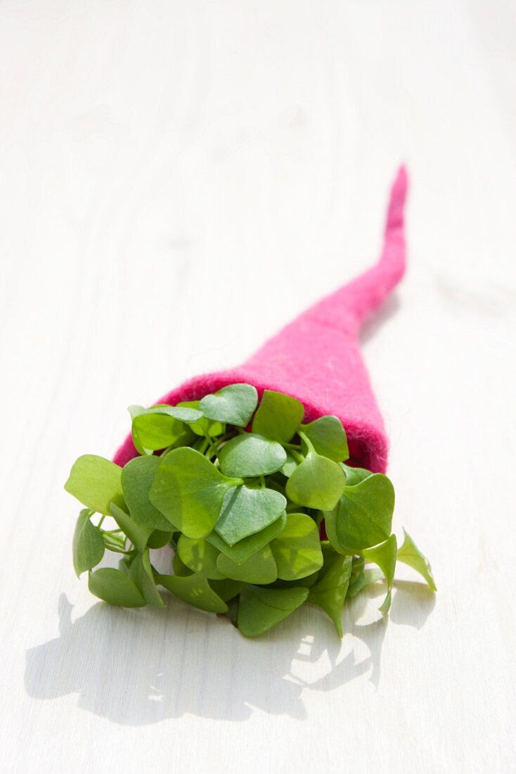 Purslane (Portulaka sativa) in a felt cornucopia