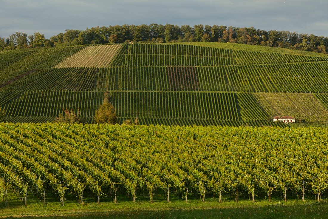 A vineyard in Kleinbottwar (Baden-Württemberg)