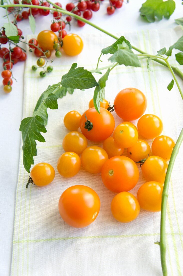 Yellow cocktail tomatoes and tomato leaves