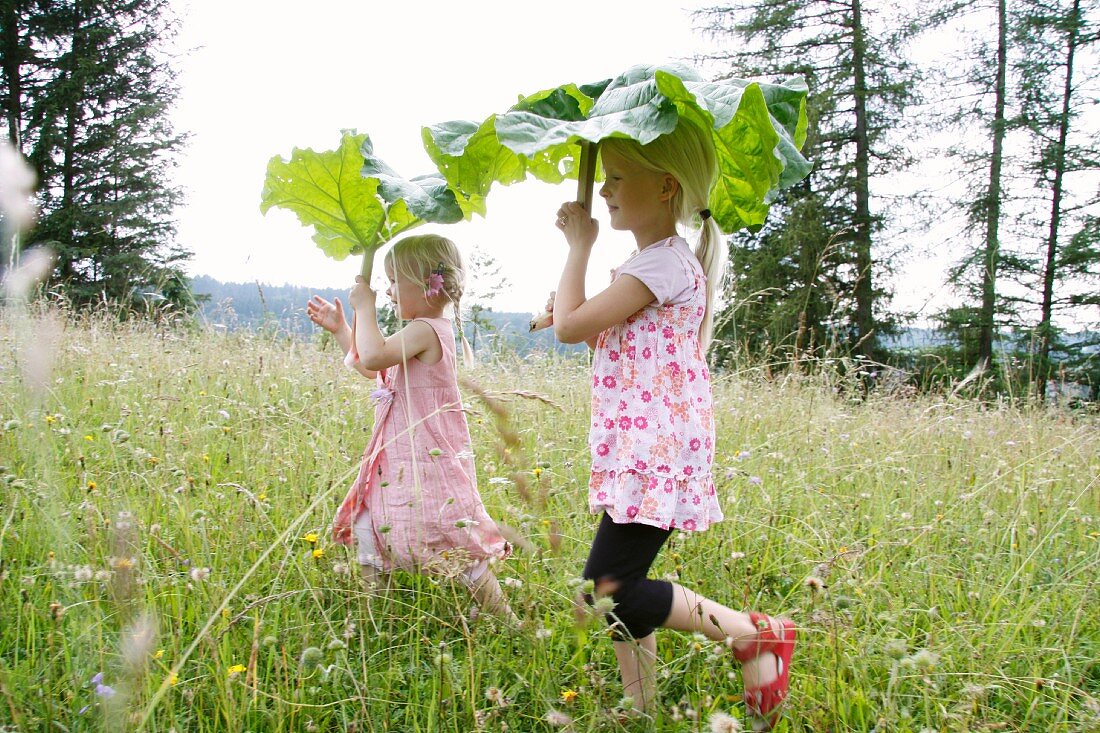 Two little blond girls using rhubarb leaves as sun umbrellas in the garden