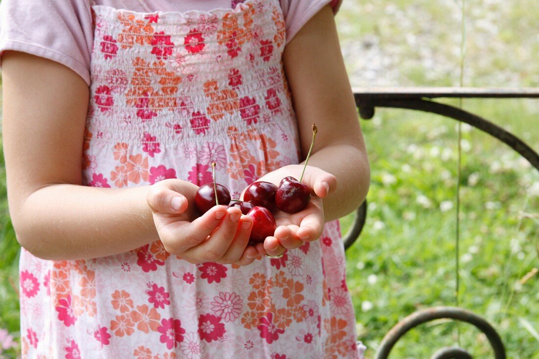 A little girl holding cherries