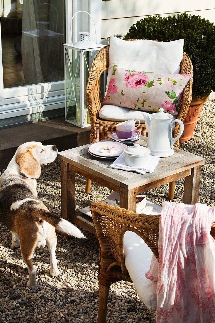 Coffee break in garden - dog sniffing at side table between wicker chairs with cushions