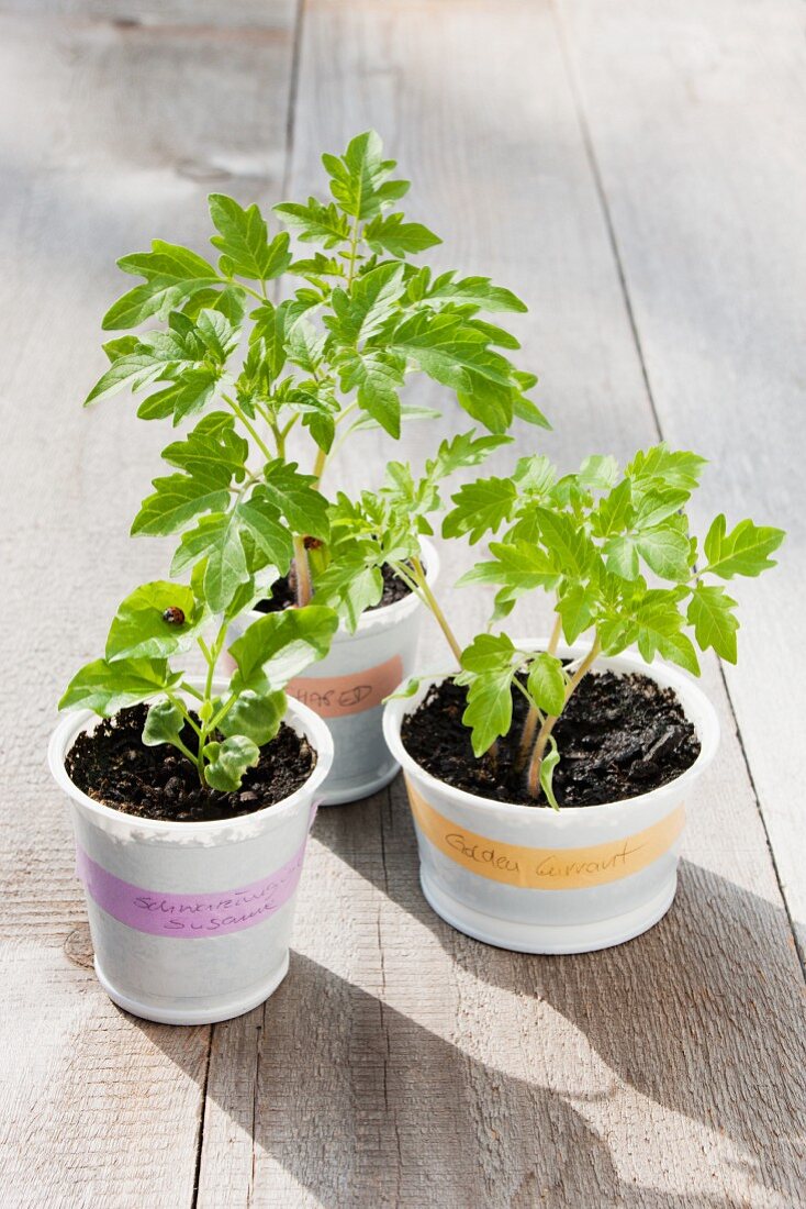 Tomato seedlings and a bean seedling in plastic pots