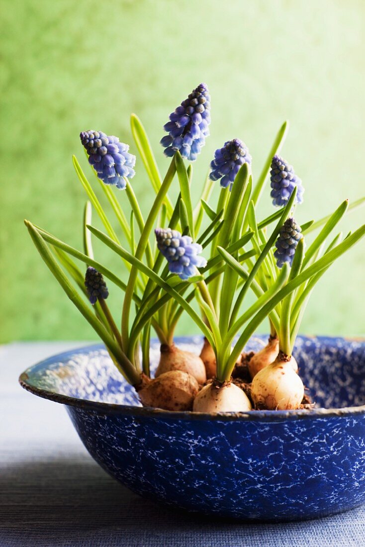 Grape hyacinths in enamel bowl