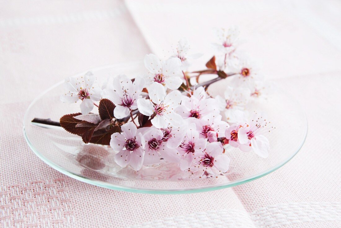 Cherry blossoms on a glass plate