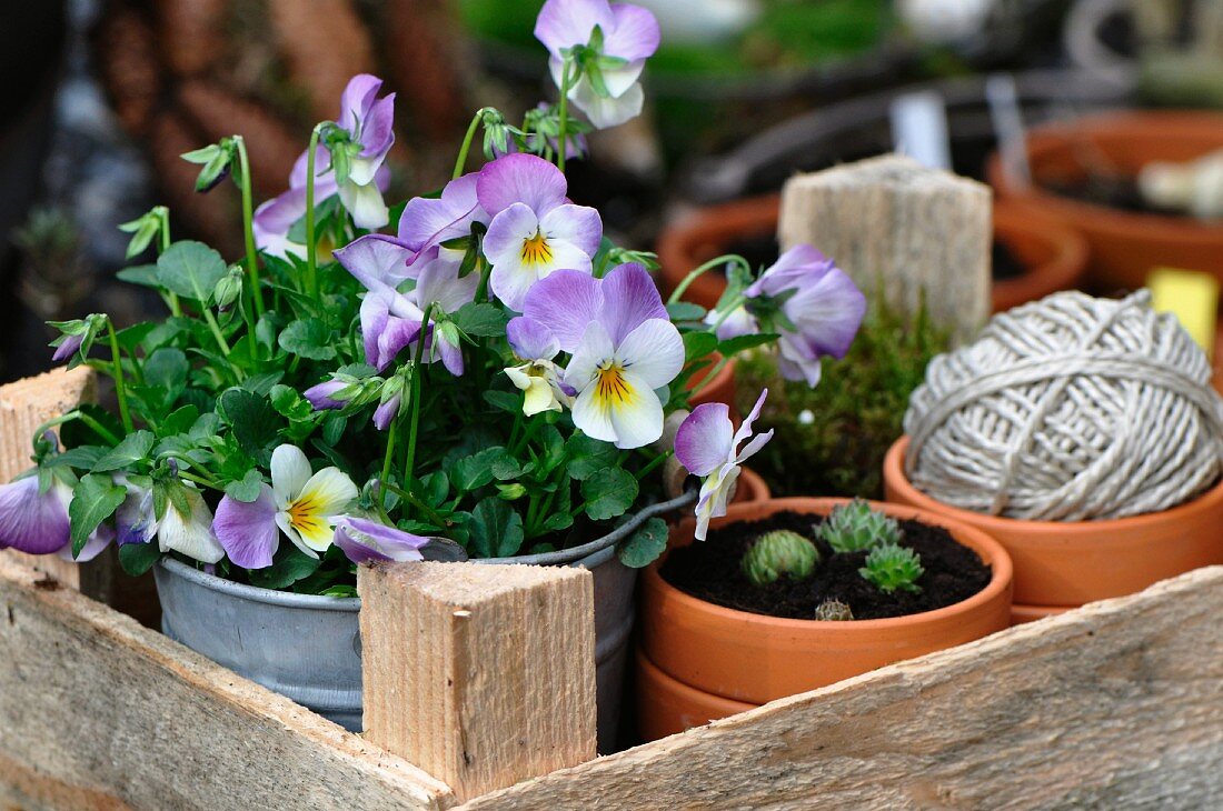 Holzkiste mit Tontöpfen, Hornveilchen, Sempervivum und Schnur für den Garten