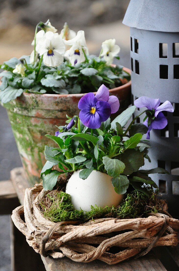 Viola planted in goose egg in front of viola planted in terracotta pot and zinc lantern