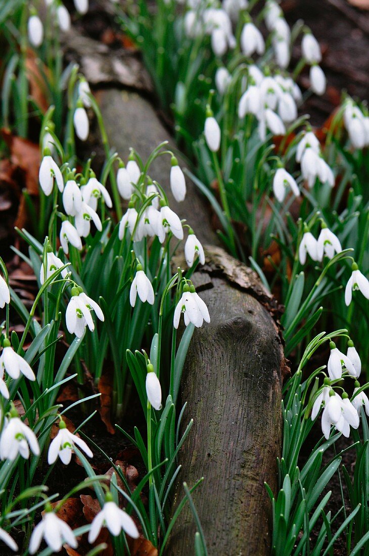 Drift of snowdrops in garden