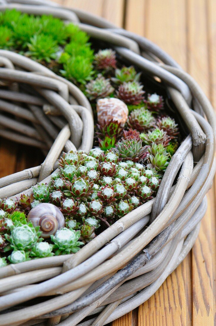 House leeks planted in a wicker wreath