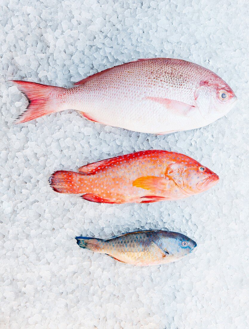 Drei verschiedene Fische auf Eis (Rotbrasse, Erdbeerbarsch, Papageifisch)
