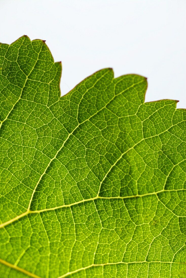 A green vine leaf