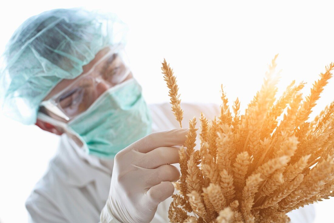 A scientist checking ears of wheat