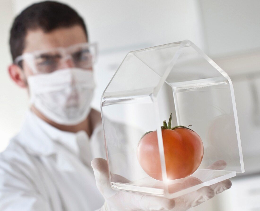 Wissenschafter prüft Tomate im Glashaus