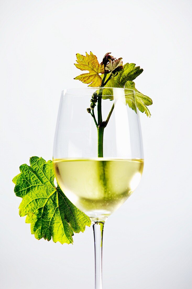 Ein Glas Weiswein mit einem jungen Weintrieb und ein Weinblatt