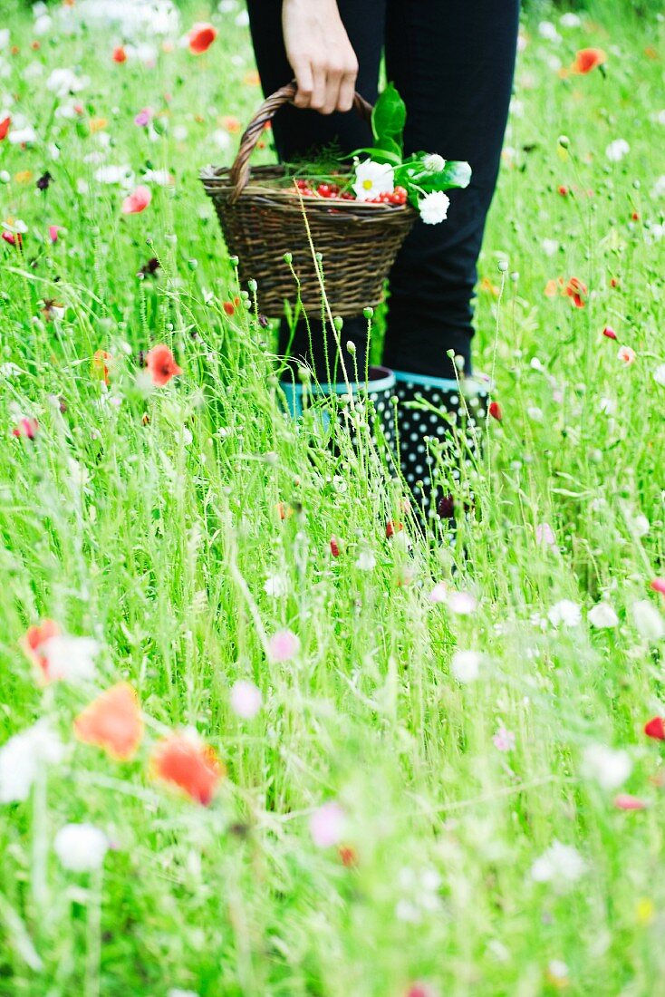 Female holding basket of red currants in field of wildflowers, cropped view of legs