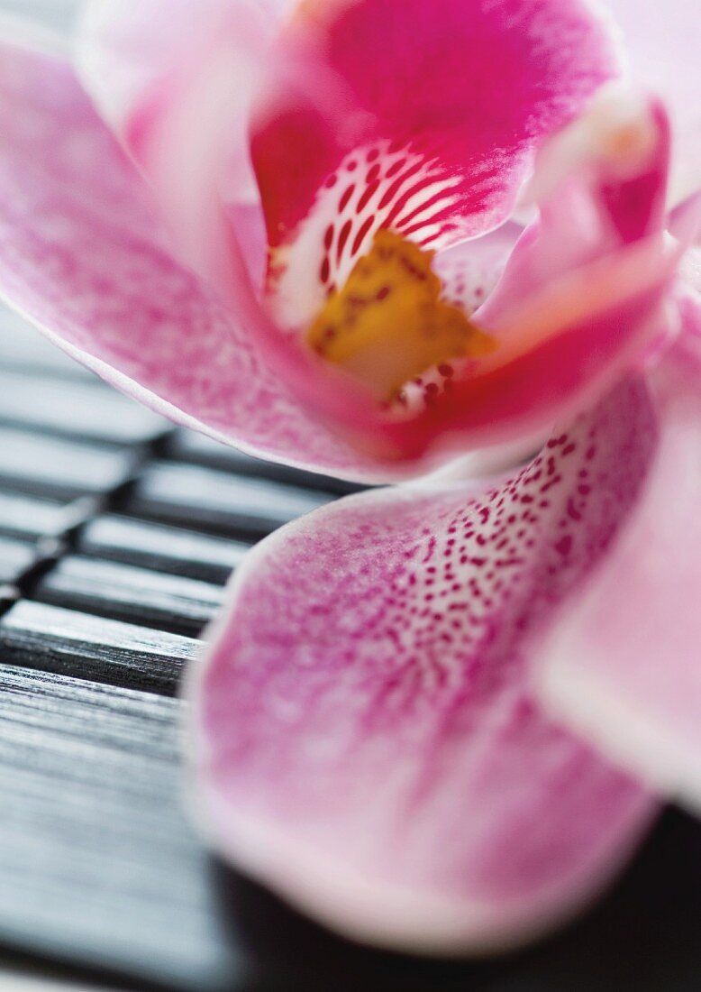 Orchid, extreme-close up