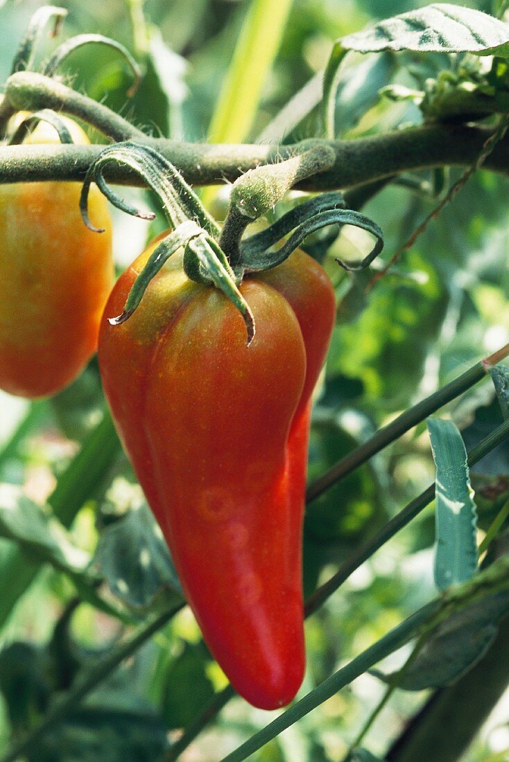 Tomaten an der Pflanze